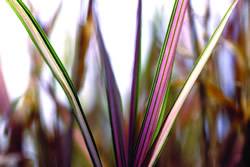 Grass Variegated Ribbon Perennial
