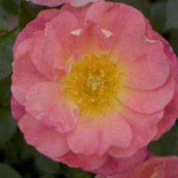 Rosa Oso Easy Strawberry Crush Strawberry Crush Rose Bushes Plant