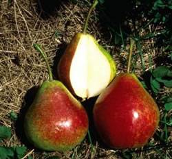 Summercrisp Fruit Tree