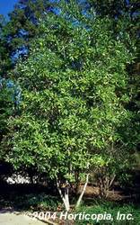 Sweet Bay Magnolia Tree
