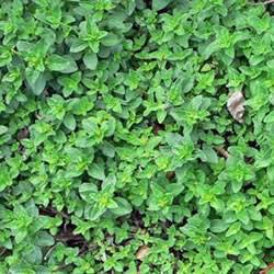 Sweet Marjoram Organic Organic Plant