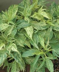 Sweet Potato Vine Sweet Caroline Green/Yellow Annual