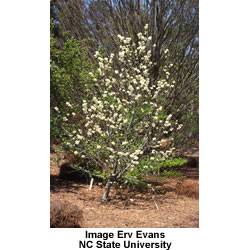 Texas Whitebud Tree