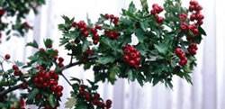 Crataegus x mordenensis 'Toba' Toba Hawthorn Tree Plant