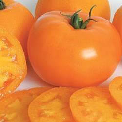 Tomato Orange Blossom Organic Organic Plant