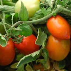 Tomato Roma Organic Organic Plant