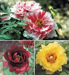 Peony Tree Shimane Island Collection Spring Bulb