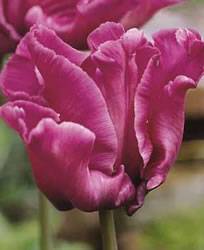 Tulip Parrot Blue Parrot Fall Bulb