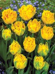 Tulip Fringed Mon Amour Fall Bulb