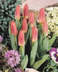 Tulip Kaufmanniana Scarlet Baby Fall Bulb
