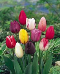 Tulip Single Late Mixed Colors Fall Bulb