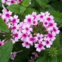 Verbena EscapadeGao Bright Eye Annual