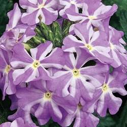 Verbena Lanai Lavender Star Annual