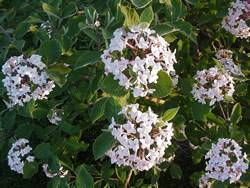 Viburnum Mohican Shrub