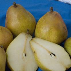Pyrus communis Warren Pear Fruit Tree Plant