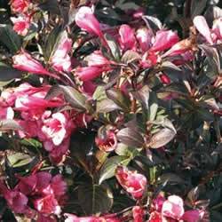 Weigela Fine WineGao Shrub