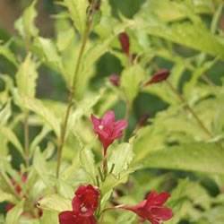 Weigela GhostGao Shrub