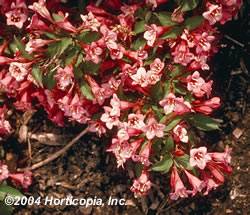 Weigela florida 'Minuet' Weigela Minuet Shrub Plant