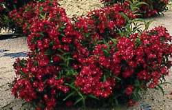 Weigela florida 'Courtanin' Weigela Nain Rouge Shrub Plant
