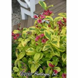 Weigela Old Fashioned Shrub