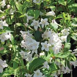 Weigelia florida 'White Knight' (PP8348) Weigela White Knight Shrub Plant