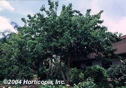 Morus alba White Mulberry Tree Plant