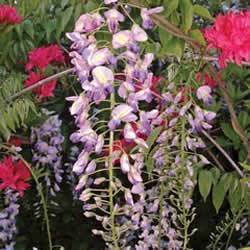 Wisteria Blue Moon Vine