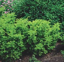 Yew Margarita Shrub