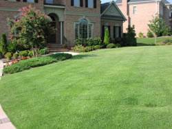 Zoysia Grass Plugs Turf Grass